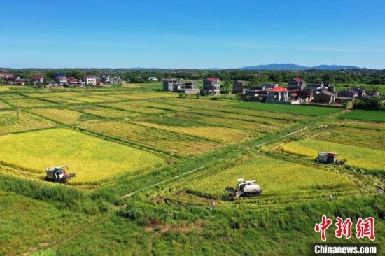 图为航拍江西吉安泰和县的田园，农民驾驶收割机正在抢收中稻，一派繁忙景象。　邓和平 摄