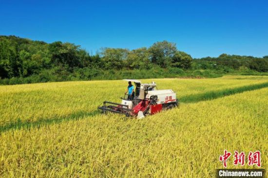  圖為航拍江西吉安泰和縣的田園，農民駕駛收割機在金色的田野里搶收中稻�！∴嚭推� 攝