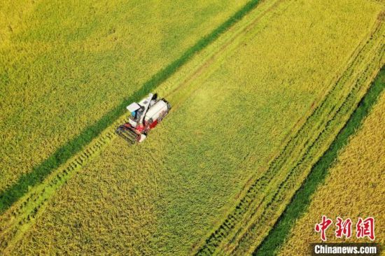 图为航拍江西吉安泰和县的田园，农民驾驶收割机在金色的田野里抢收中稻。　邓和平 摄