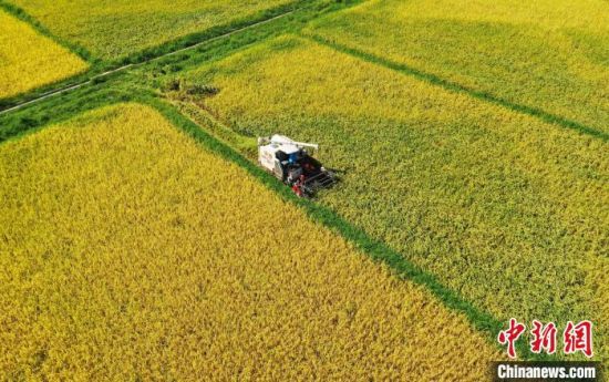 图为航拍江西吉安泰和县的田园，农民驾驶收割机在金色的田野里抢收中稻。　邓和平 摄
