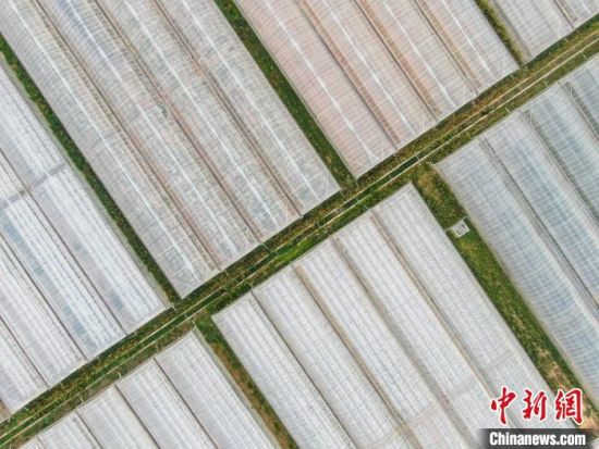 图为航拍何市镇农业示范园火石村片区的千亩设施农业大棚整齐划一分布在广袤田野上，十分壮观。　刘力鑫 摄