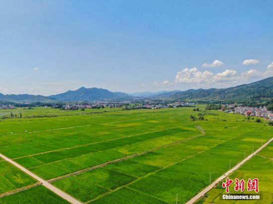 圖為一塊塊整齊劃一的水稻田在陽光照耀下綠意盎然，秀美無比。 劉力鑫 攝