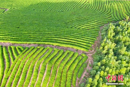 从空中俯瞰，一行行茶树犹如一条条绿色“彩带”镶嵌在丘陵山地间，美不胜收。 邓兴东 摄