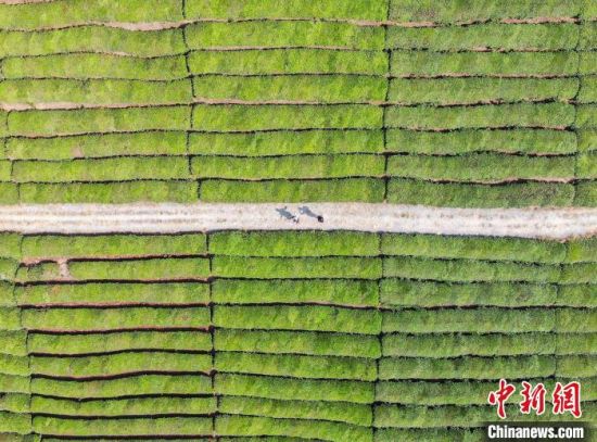 1 图为无人机航拍两位游客从茶园小径中走过。　刘力鑫 摄