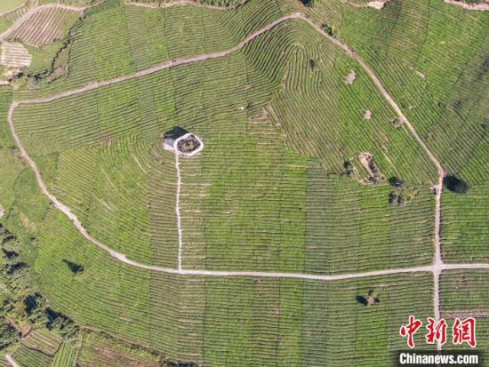 2图为无人机航拍寒溪村的数千亩茶园绿意盎然，茶树遍布几座丘陵，高低起伏，蔚为壮观。　刘力鑫 摄