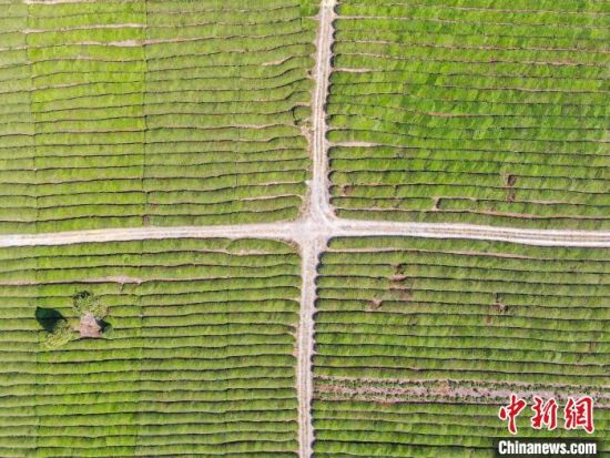 5 图为无人机航拍寒溪村的数千亩茶园绿意盎然，整齐划一，风光秀美。　刘力鑫 摄