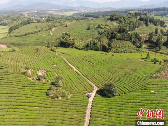 8图为无人机航拍寒溪村的数千亩茶园绿意盎然，茶树遍布几座丘陵，高低起伏，蔚为壮观。　刘力鑫 摄