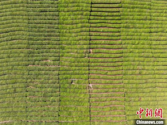 9图为无人机航拍寒溪村的数千亩茶园绿意盎然，整齐划一，蔚为壮观。　刘力鑫 摄