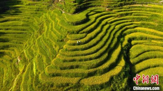 2 圖為航拍萬載縣高村鎮新竹村的金色梯田層層疊疊蔚為壯觀，農戶正在田中收割水稻�！∴圐埲A 攝