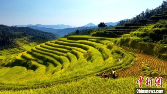 3图为航拍万载县高村镇新竹村的金色梯田层层叠叠蔚为壮观，农户正在田中收割水稻。　邓龙华 摄