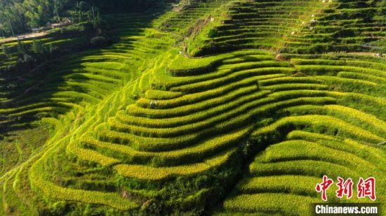 7圖為航拍萬載縣高村鎮新竹村的金色梯田層層疊疊蔚為壯觀，農戶在田中收割水稻，一幅秀美豐收畫卷映入眼簾�！∴圐埲A 攝