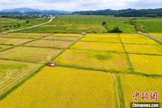 图为航拍金溪县左坊镇江坊村的连片金色稻田里，农户驾驶收割机在收割稻谷。　邓兴东 摄