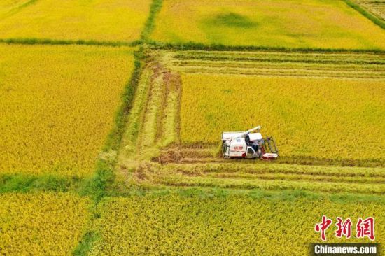 图为航拍金溪县左坊镇江坊村的连片金色稻田里，农户驾驶收割机在收割稻谷，一派繁忙景象。　邓兴东 摄