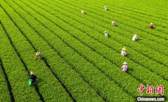 2 航拍江西省吉安市吉水縣丁江鎮塘邊村生態茶園基地，茶農們正忙著采收茶葉�！≈x東 攝