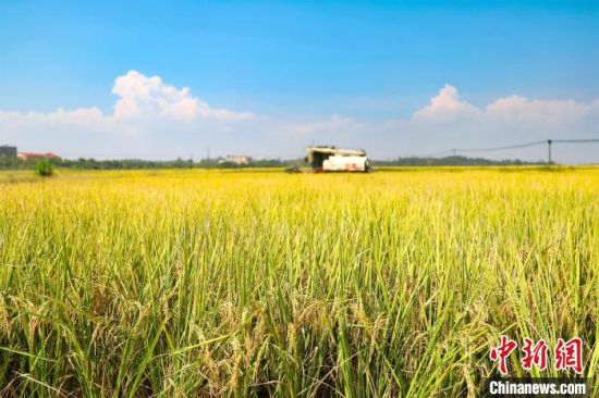 1 10月4日，在江西省宜春市上高县锦江镇团结村，农机手驾驶收割机在收割水稻。　陈旗海　摄