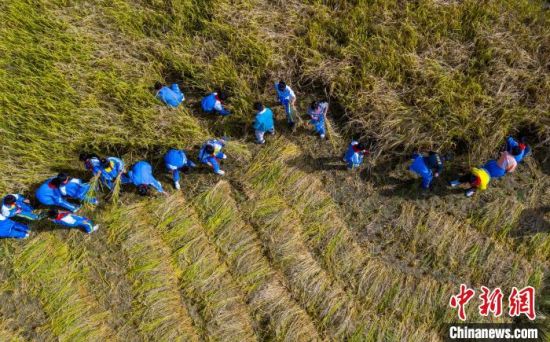110月11日，江西省新余市高新三小的小学生们走进马洪办乡村稻田，感受劳动的辛苦和收获的喜悦。　赵春亮　摄