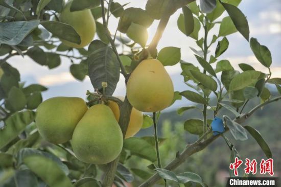 2 圖為井岡山市拿山鎮的一處井岡蜜柚果園內，一個個蜜柚掛滿枝頭�！⒘� 攝