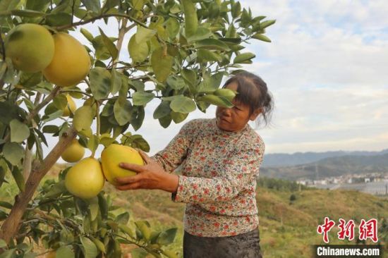 4 圖為井岡山市拿山鎮的一處井岡蜜柚果園內，一位農戶在采摘井岡蜜柚�！⒘� 攝