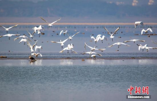 連日來，成群候鳥在江西省鄱陽湖湖口水域集結。據鄱陽湖國家級自然保護區管理局湖口保護監測站工作人員介紹，今年鄱陽湖湖口水域的越冬候鳥比往年來得要早半個月左右，目前監測到的主要有天鵝、白琵鷺、斑嘴鴨、反嘴鷸、黑鸕鶿等27種1萬多只候鳥。面對今年的鄱陽湖極枯水位，湖口縣合理控制內湖水位，采取補水等措施，促進碟形湖沉水植物及魚蝦螺蚌繁育，增加候鳥棲息覓食空間，全力為越冬候鳥“護航”。圖為成群白琵鷺在鄱陽湖湖口水域。李學華 攝
