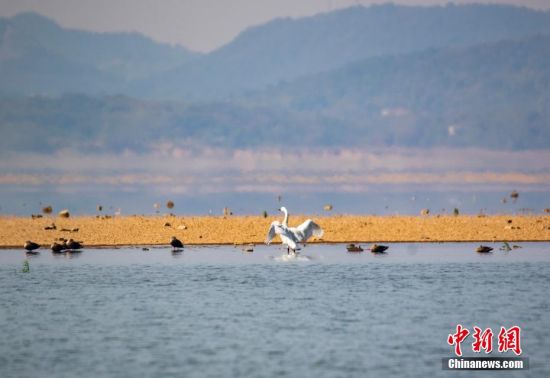 一只天鵝在鄱陽湖湖口水域。 李學華 攝