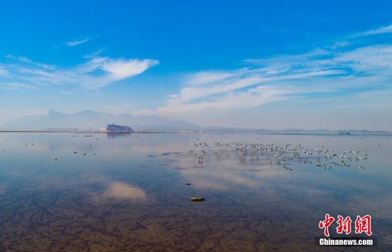 10月20日，成群反嘴鷸在鄱陽湖湖口水域。 李學華 攝