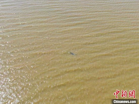 圖為航拍一頭長江江豚出現在江西鄱陽湖水域。(資料圖) 劉力鑫 攝