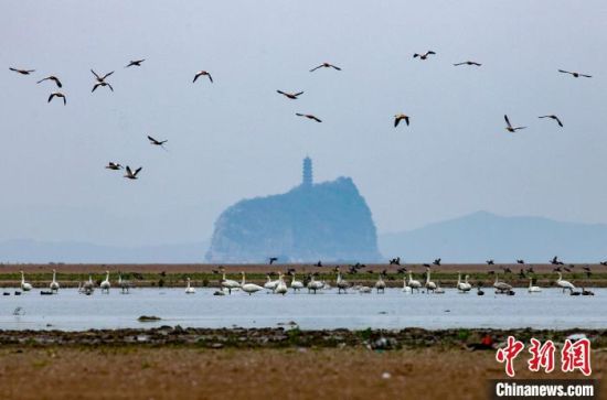 连日来，成群越冬候鸟在湖口县湿地飞翔、觅食。　张玉 摄