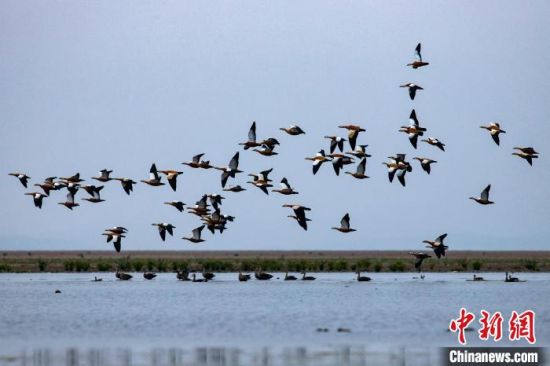 成群越冬候鸟陆续飞抵鄱阳湖湖口水域，在湿地内嬉戏觅食。　张玉 摄