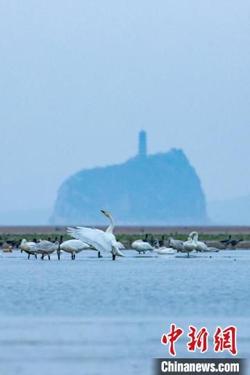鄱阳湖是中国最大淡水湖和国际重要湿地，也是世界上最大的鸟类保护区之一。　张玉 摄