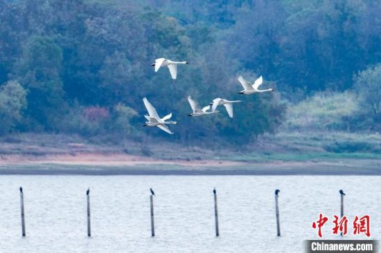 每年秋冬季，鄱阳湖成为东亚-澳大利亚西候鸟迁徙路线上的越冬地和停歇地。　张玉 摄