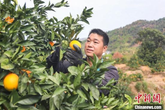 1 图为一位工人在采摘赣南脐橙。　刘力鑫　摄