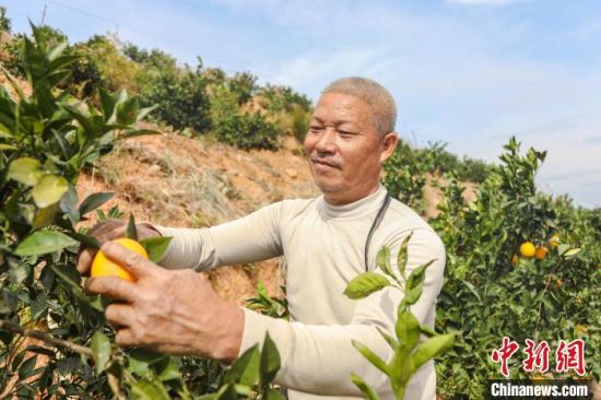 7图为一位工人在采摘赣南脐橙。　刘力鑫 摄