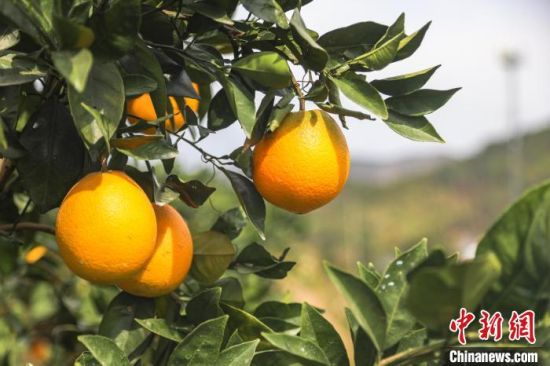 9圖為果樹上懸掛著的金燦燦的贛南臍橙�！⒘� 攝