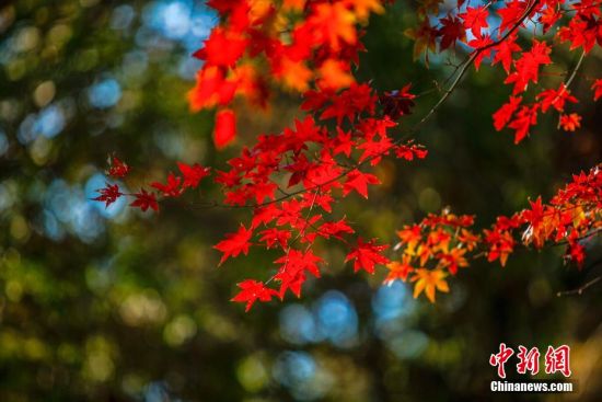 211月6日，江西庐山天气晴好，山上的红叶已进入最佳观赏期，在阳光的照耀下格外美丽，引得八方游客赏景踏秋来。 马刚 摄