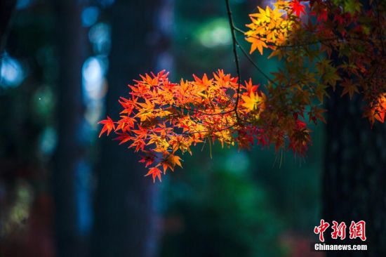 311月6日，江西庐山天气晴好，山上的红叶已进入最佳观赏期，在阳光的照耀下格外美丽，引得八方游客赏景踏秋来。 马刚 摄