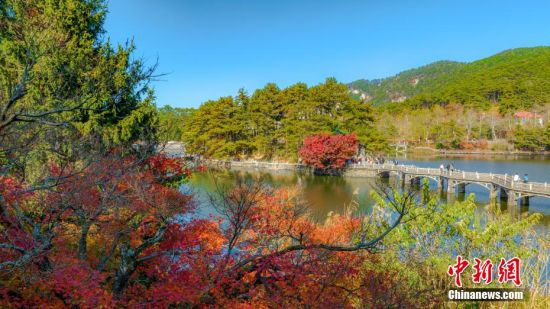411月6日，江西庐山天气晴好，山上的红叶已进入最佳观赏期，在阳光的照耀下格外美丽，引得八方游客赏景踏秋来。 马刚 摄