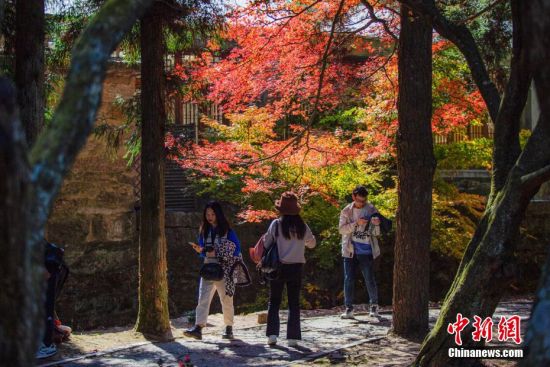 511月6日，江西庐山天气晴好，山上的红叶已进入最佳观赏期，在阳光的照耀下格外美丽，引得八方游客赏景踏秋来。 马刚 摄