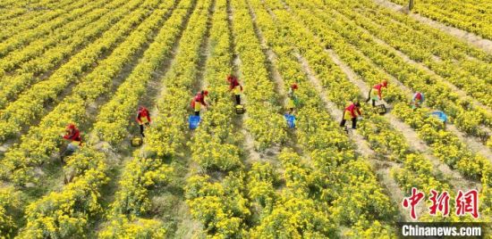 当地农户们正忙着采摘、搬运菊花。彭琴 摄