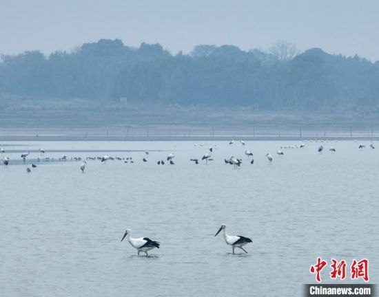 1圖為國家一級保護動物——東方白鸛出現在鄱陽湖湖口造湖水域�！±顚W華　攝