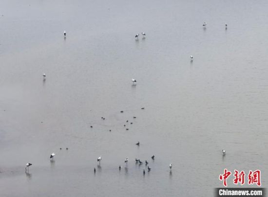 3隨著冬季的到來，大批候鳥來到中國最大淡水湖——鄱陽湖水域�！±顚W華 攝