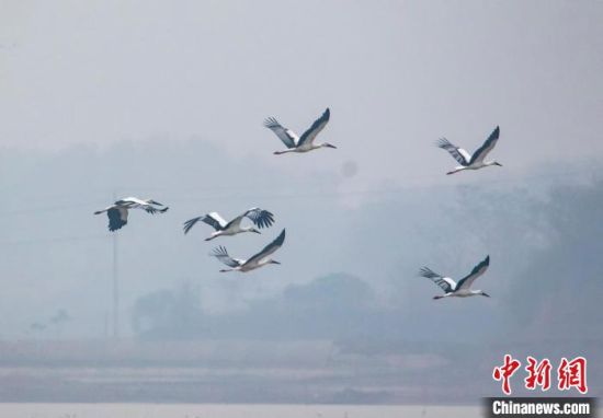4大批候鳥來到中國最大淡水湖——鄱陽湖水域，它們時而覓食嬉戲，時而翩翩起舞，時而展翅翱翔�！±顚W華 攝
