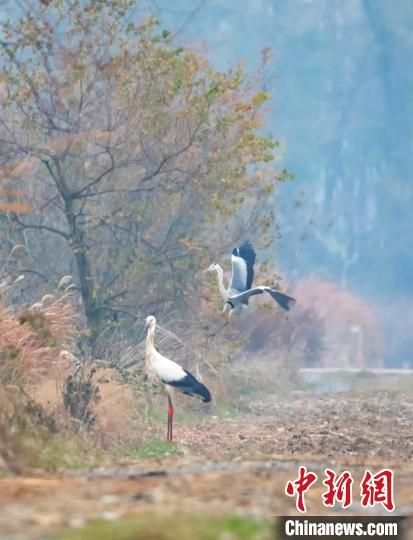 5大批候鳥來到中國最大淡水湖——鄱陽湖水域，它們時而覓食嬉戲，時而翩翩起舞，時而展翅翱翔�！±顚W華 攝