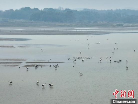 6大批候鳥來到中國最大淡水湖——鄱陽湖水域�！±顚W華 攝