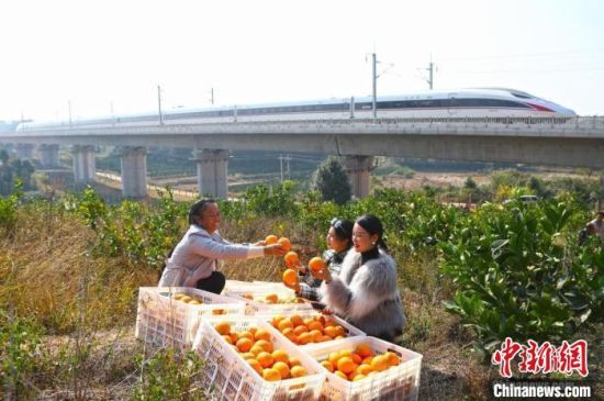 江西贛州信豐縣，果農正在向游客介紹自家剛采摘的新鮮臍橙，一列贛深高鐵動車組從身后飛馳而過。(資料圖) 劉占昆 攝
