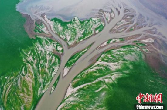 航拍江西鄱陽湖核心湖區金溪湖水域，因水位下降出現的“大地之樹”。（資料圖）　劉占昆　攝