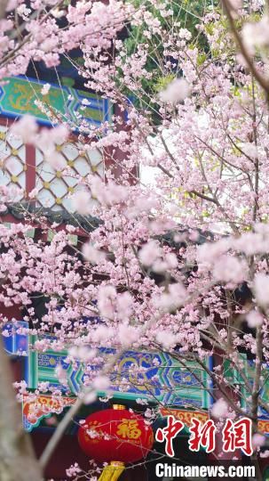2 二月二“龙抬头”，江西龙虎山天师府樱花盛开春意融融。　张琦 摄
