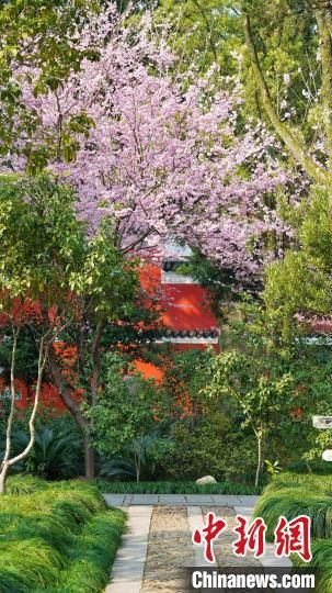 3 二月二“龙抬头”，江西龙虎山天师府樱花盛开春意融融。　张琦 摄