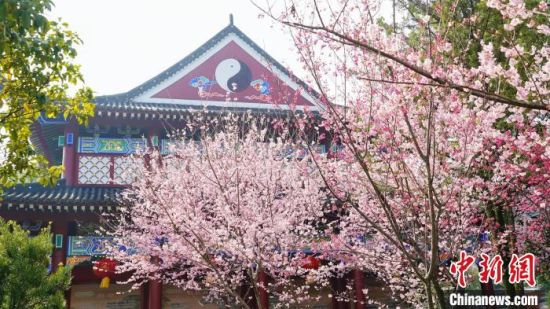 6 二月二“龙抬头”，江西龙虎山天师府樱花盛开春意融融。　张琦 摄