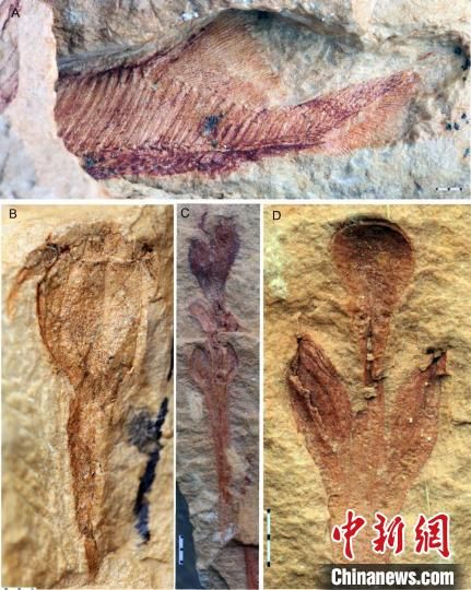 与九尾狐甲鱼特异埋藏在一起的古鱼类和古植物化石(盖志琨 摄)。　中科院古脊椎所 供图