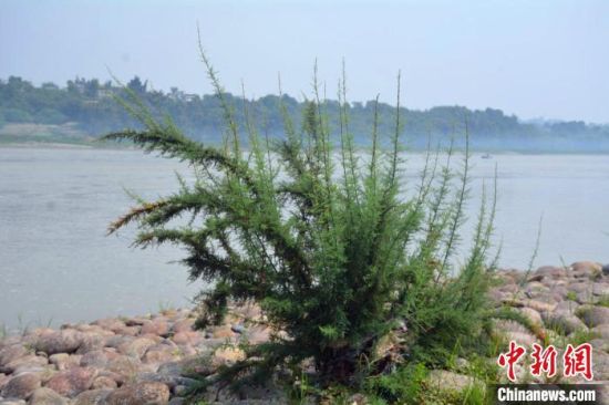 疏花水柏枝生長在長江水位漲落帶的礫石灘。肖之強 攝